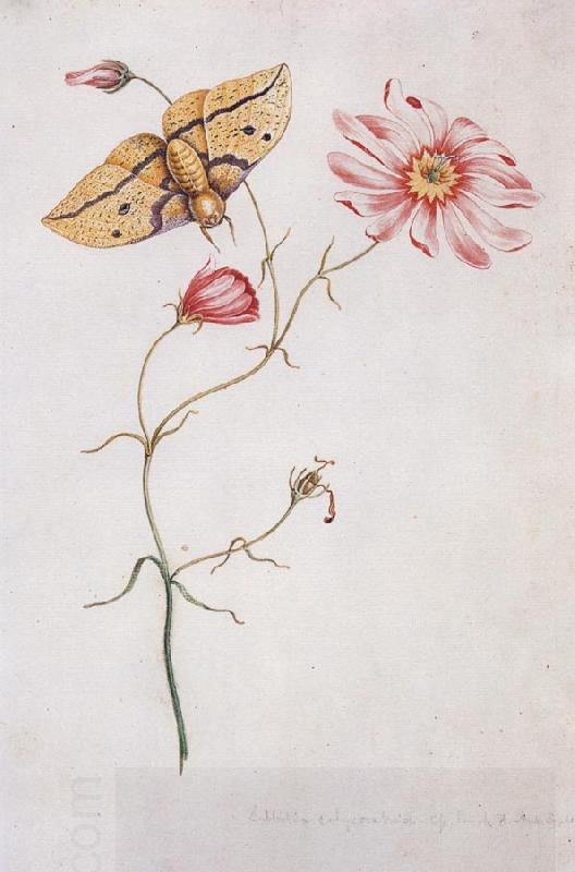 Willam Bartram Savannah Pink or Sabatia Imperial Moth China oil painting art